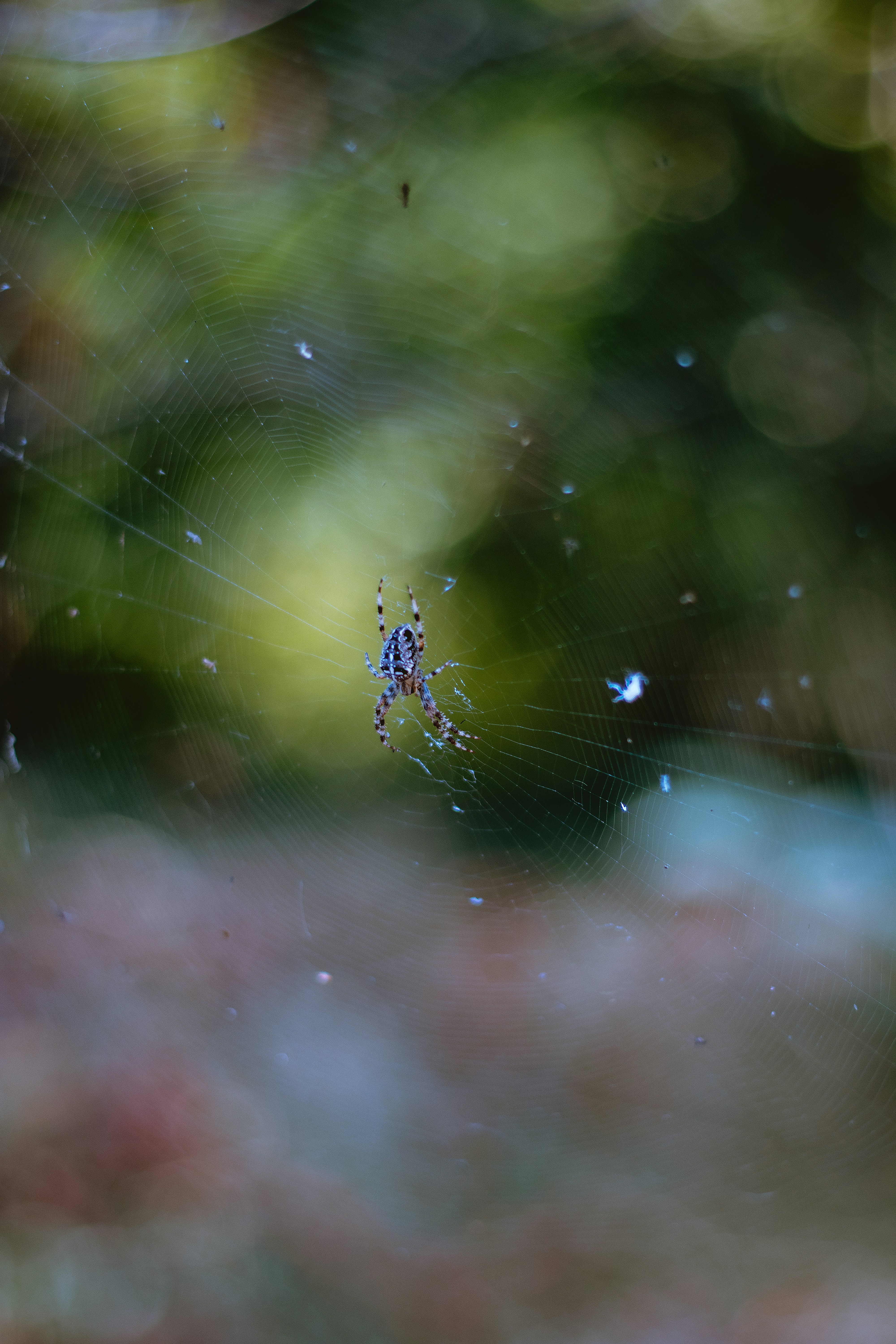 Spider Web Close Up Bokeh Pictures Download Free Images on Unsplash