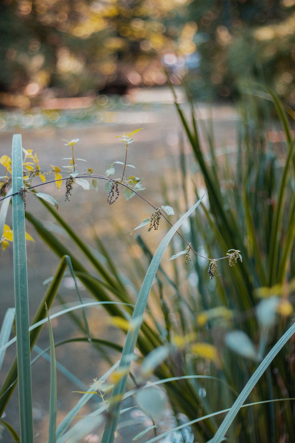 green-leafed plant