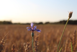 blue petaled flower