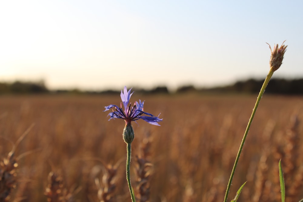 blue petaled flower