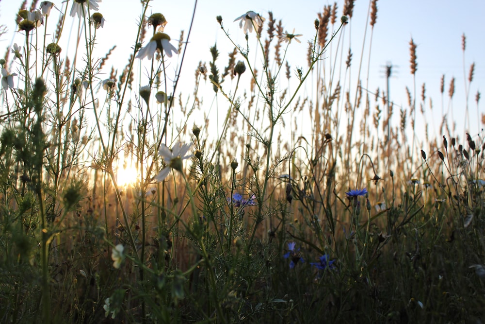 Foto de flores durante el amanecer