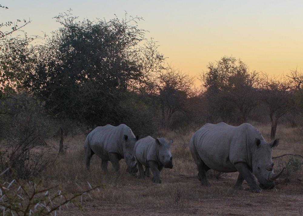 three hippopotamus walking at the open field