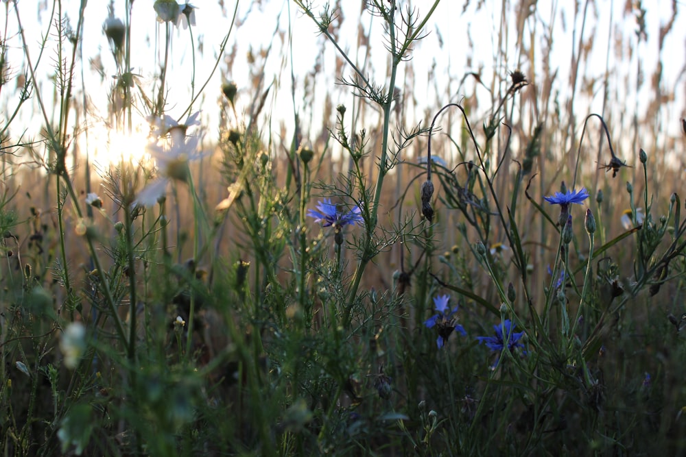 blue flowers with green leaves