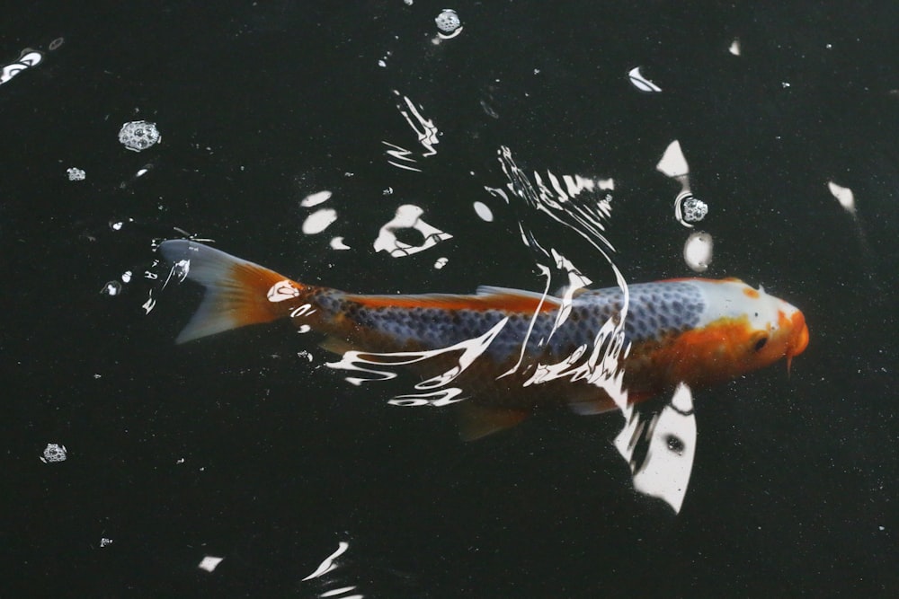 orange and gray koi fish macro photography