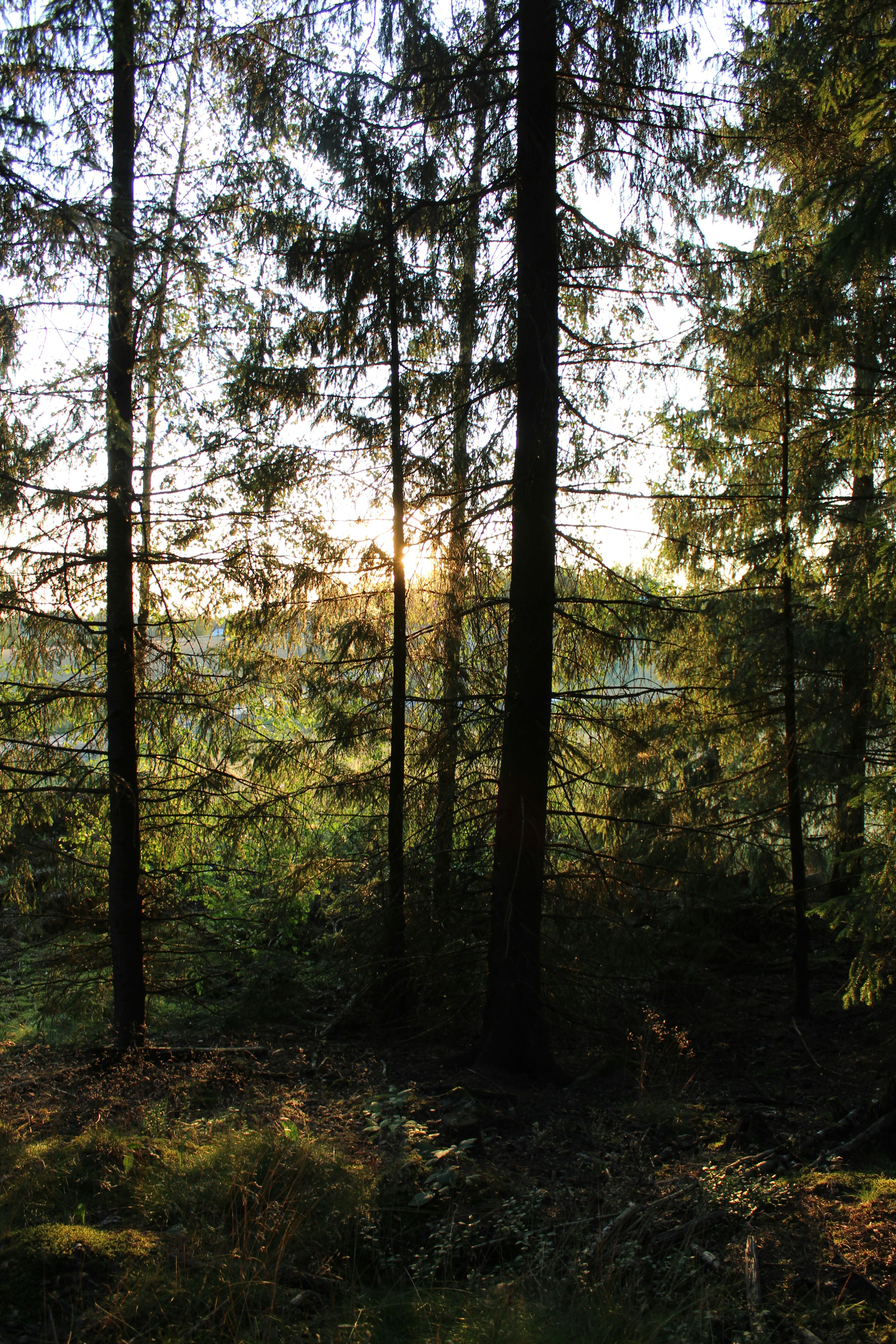 Photo by polarmermaid