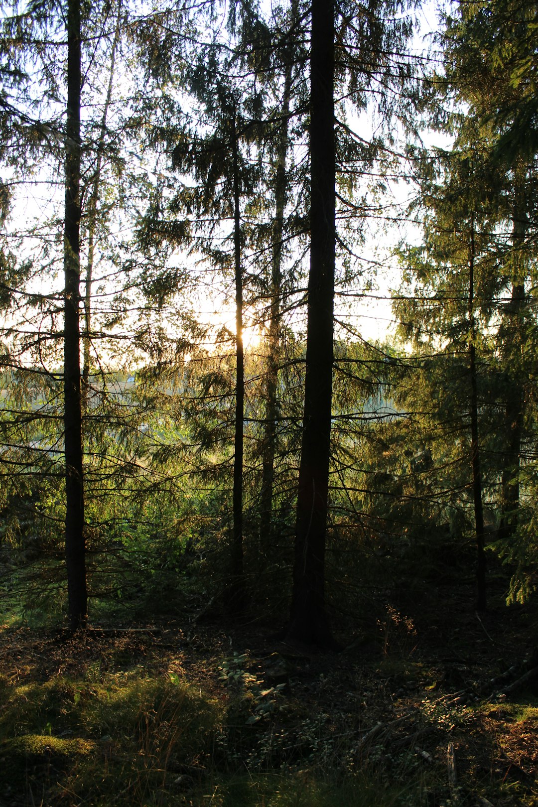 silhouette of trees