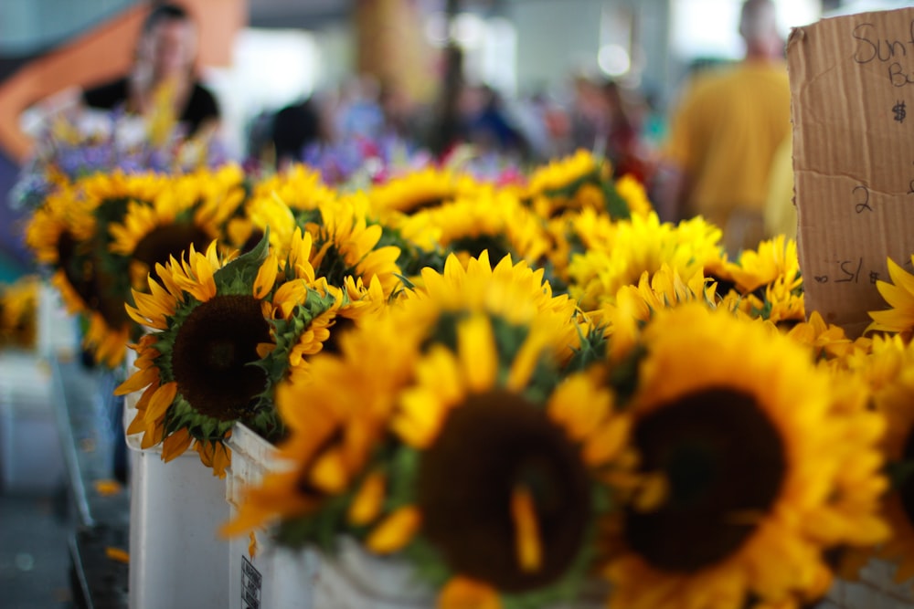 blooming sunflowers in buckets