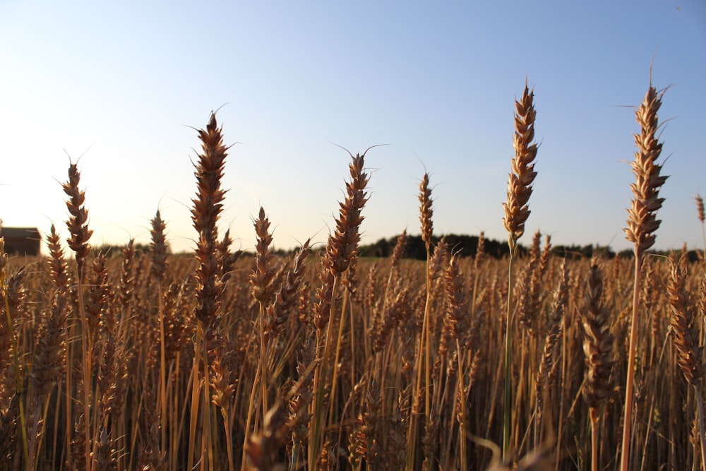 brown rice field