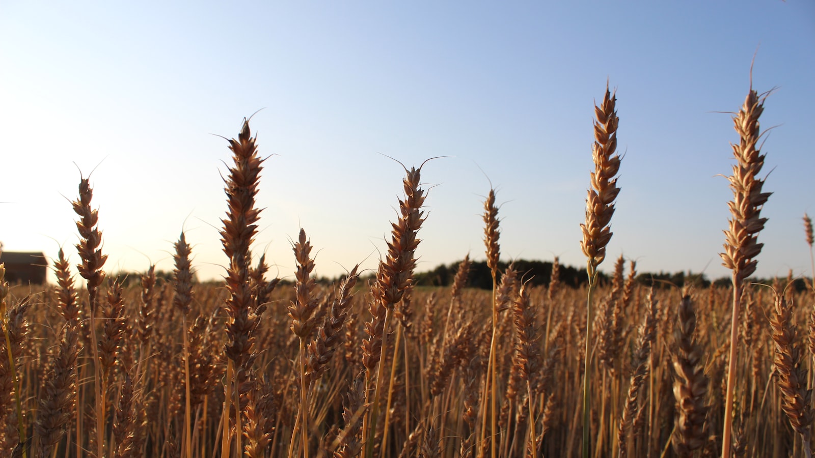 Understanding Seed Anatomy: Key Tips for Identifying Mature Cantaloupe Seeds