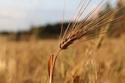 wheat field during day