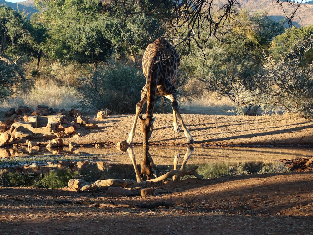 Eau potable pour girafe