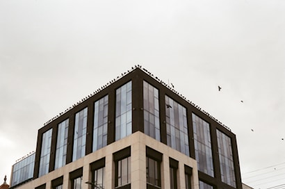 A modern building with glass windows and dark frames, topped with numerous birds perched along the edge. Some birds are flying around the building against a cloudy sky.