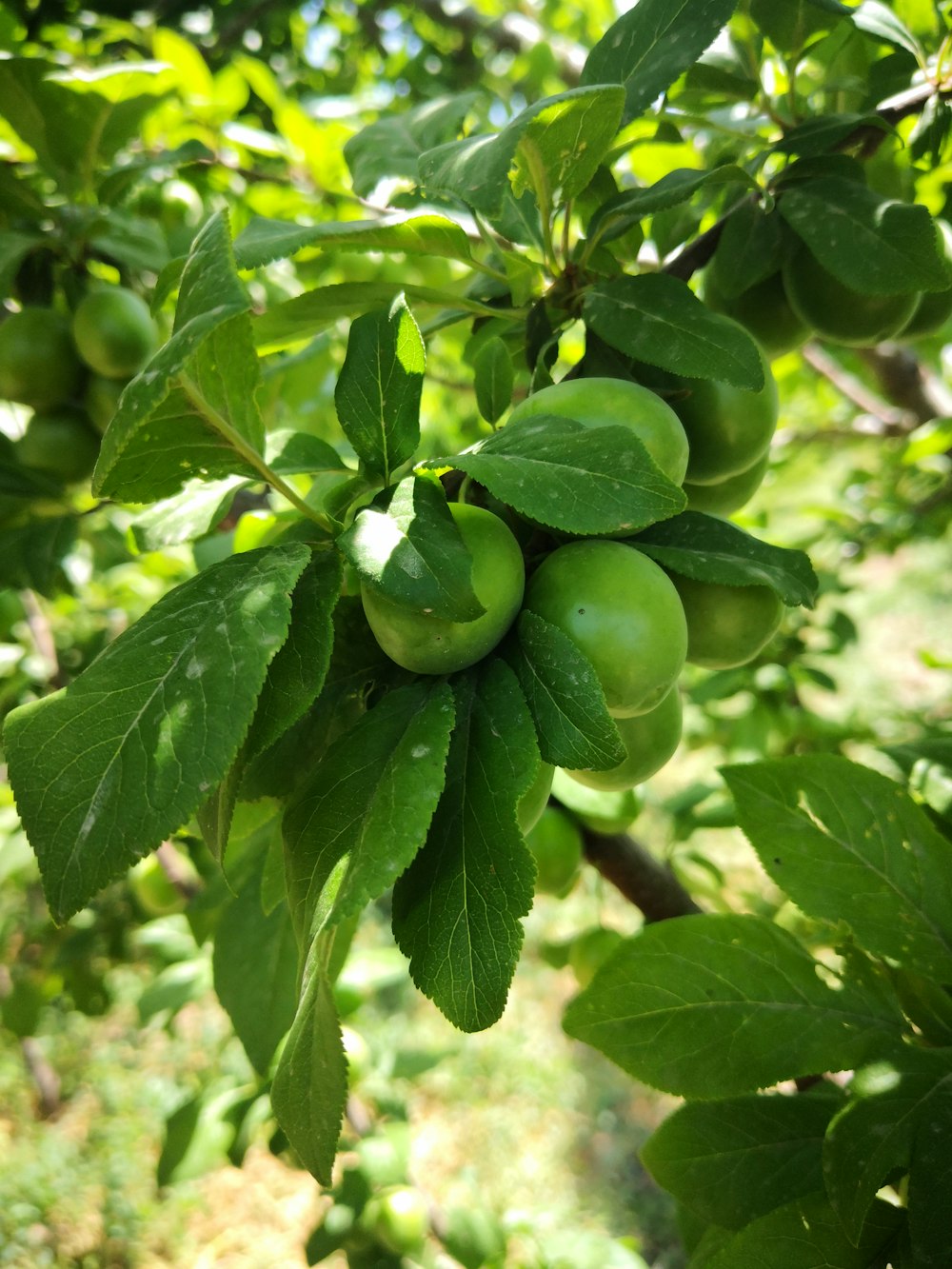 round green fruits