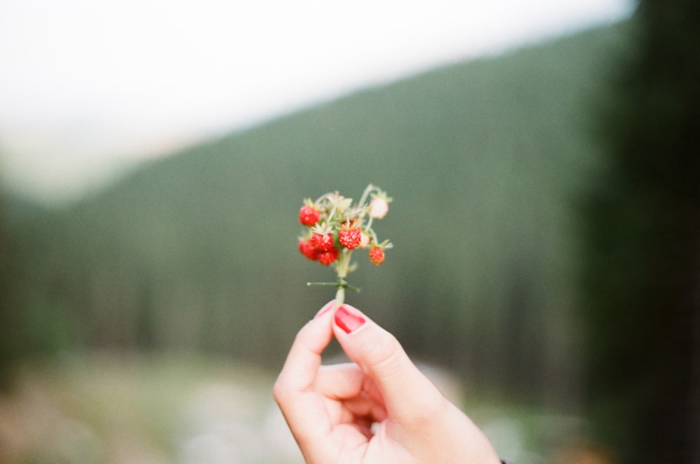 red strawberries