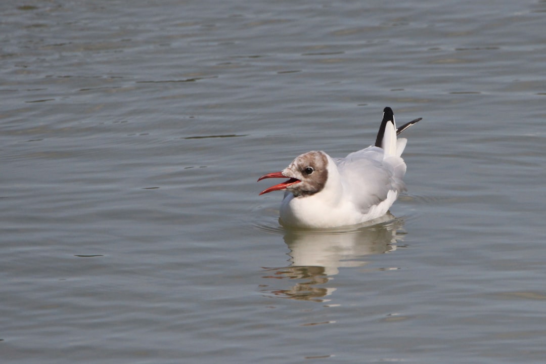 gray bird on water