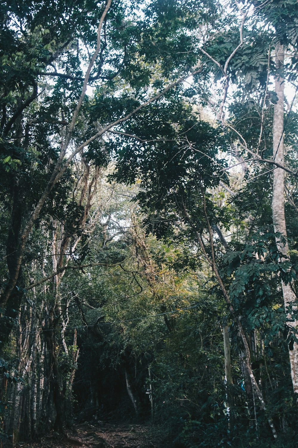 arbres à feuilles vertes