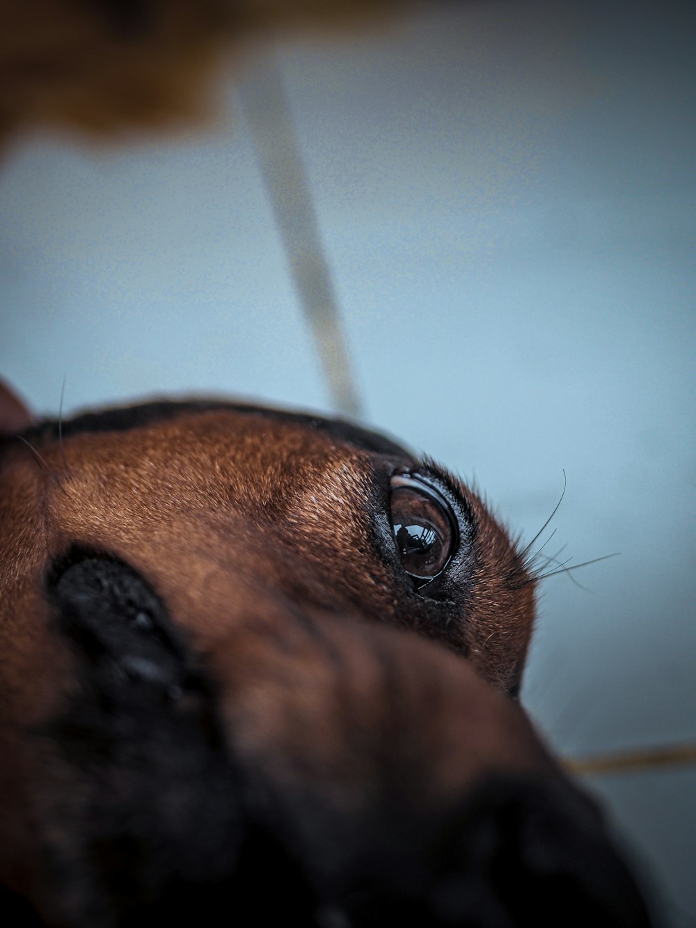 close-up photography of brown dog