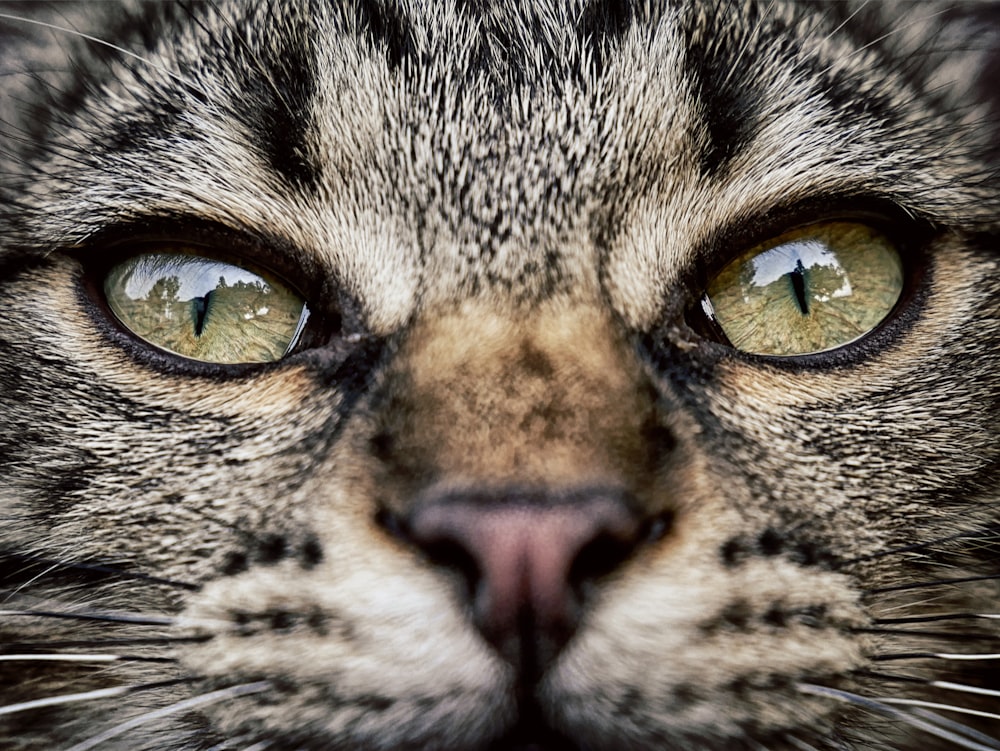 brown tabby cat face photo