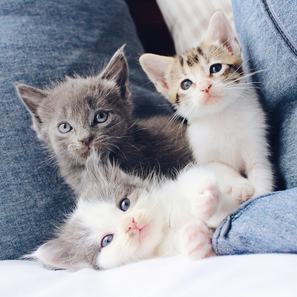 three assorted-color kittens