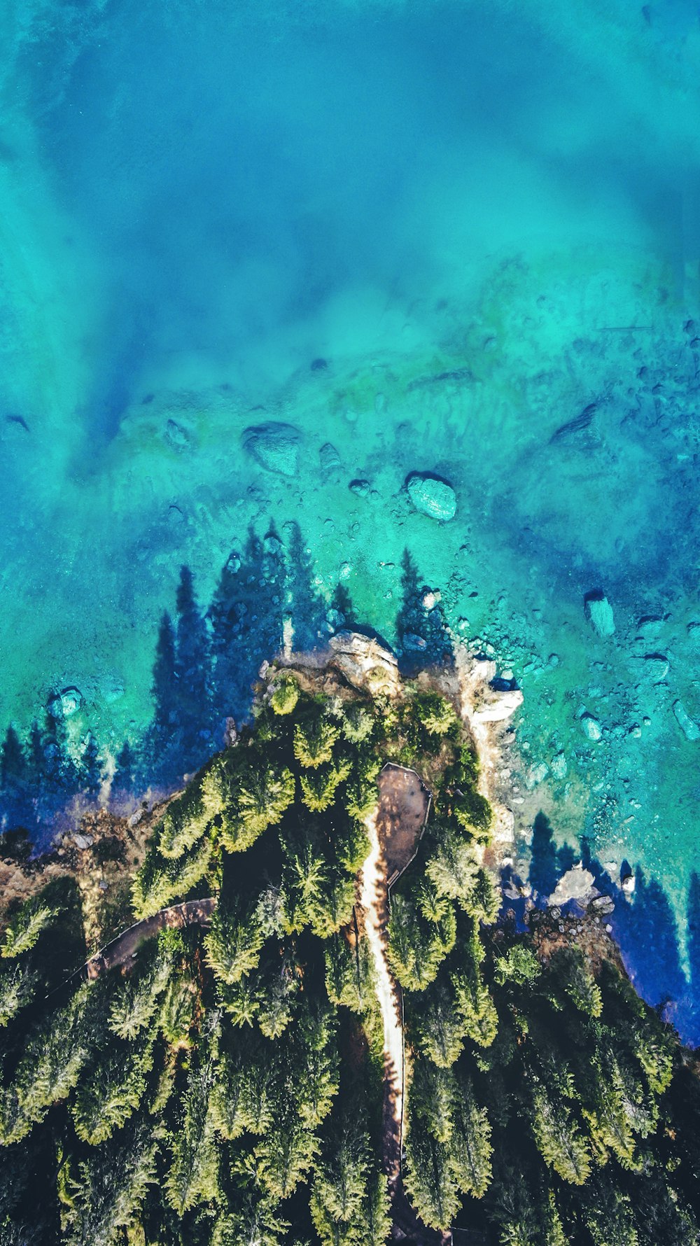 green pine trees and ocean area view