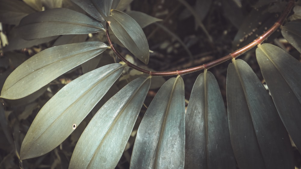 green leaves