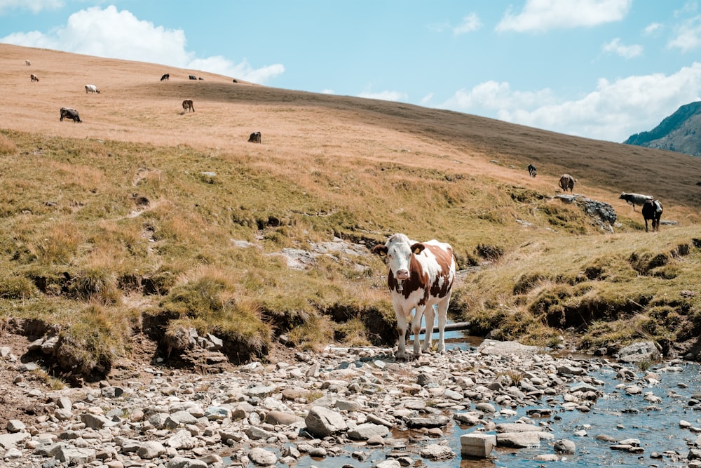 white and brown cow