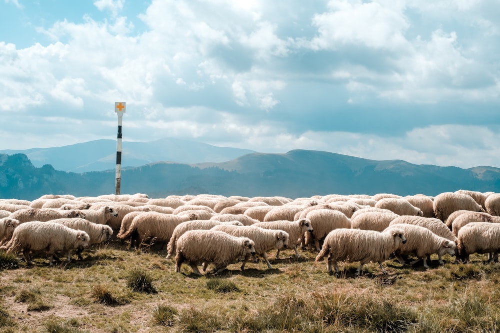 Lote de ovejas