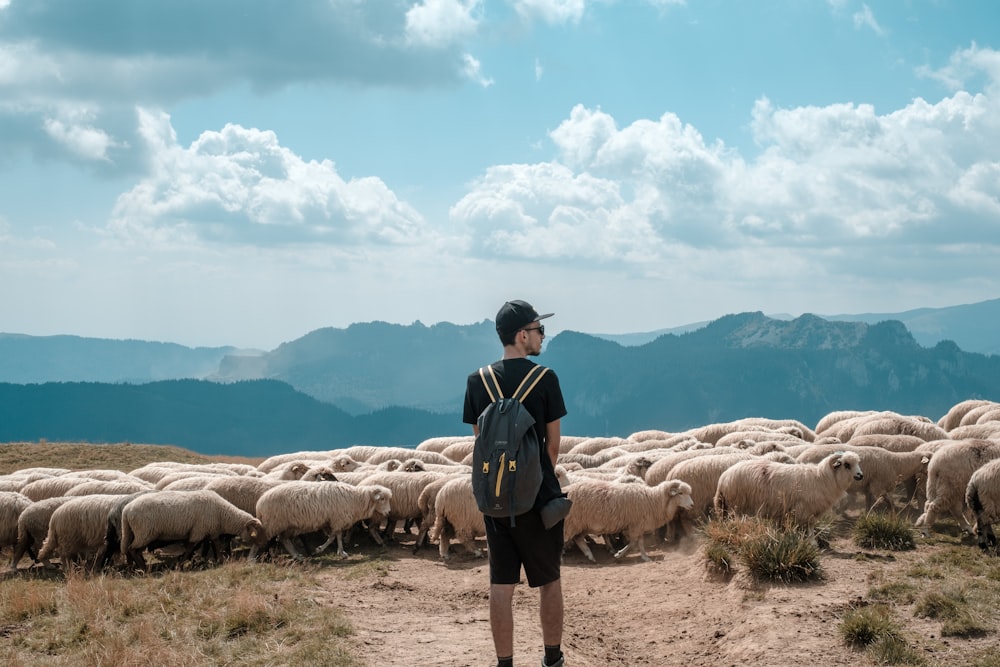 homem em pé na frente do rebanho de ovelhas
