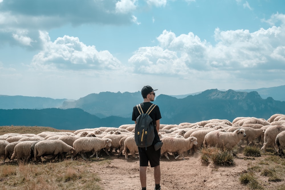 uomo in piedi davanti al gregge di pecore