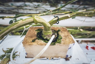 A close-up view of a plant stem inserted into a rockwool cube. The plant features a thick, green stem surrounded by moss with a support clip attached. A white irrigation tube is inserted into the rockwool to supply water to the plant. The background is blurred, showing other plant stems and greenery.