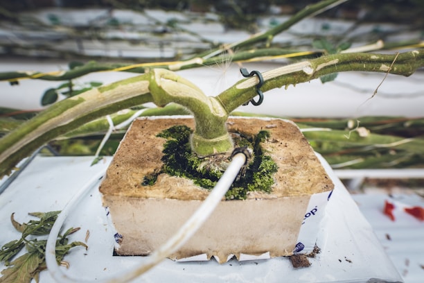 A close-up view of a plant stem inserted into a rockwool cube. The plant features a thick, green stem surrounded by moss with a support clip attached. A white irrigation tube is inserted into the rockwool to supply water to the plant. The background is blurred, showing other plant stems and greenery.