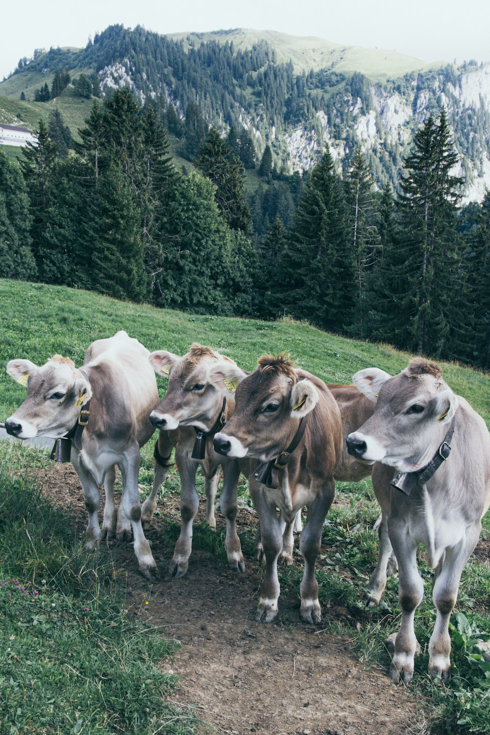vier braune und graue Kühe