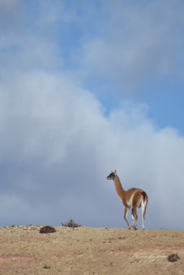 A solitary guanaco stands on a barren, rocky terrain under a vast sky filled with fluffy clouds. The animal is gazing into the distance, its brown and white fur contrasting against the light blue and white of the sky.