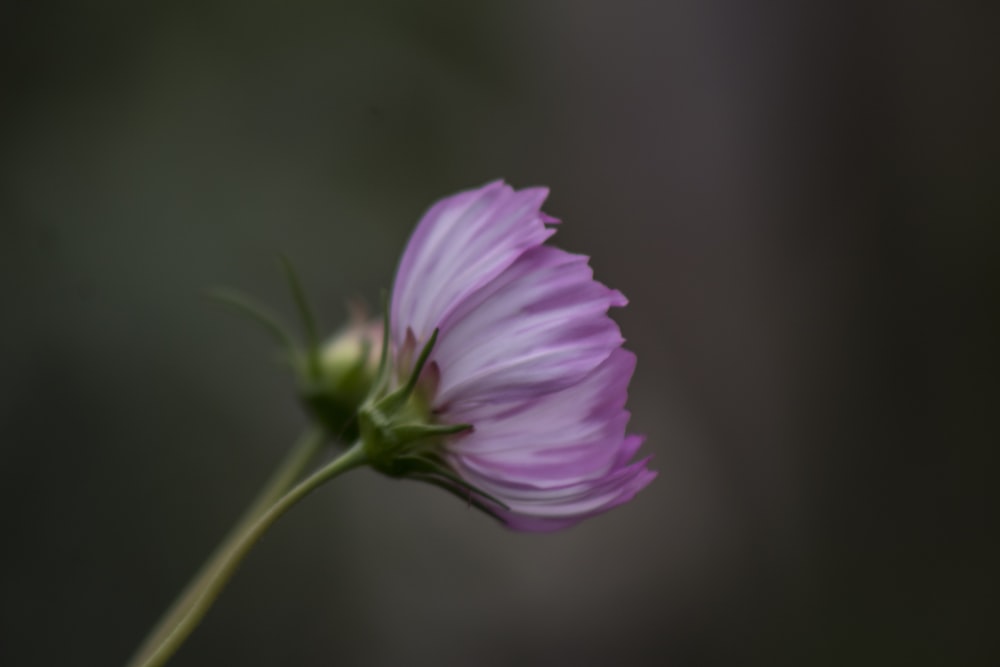 pink flower macro photography