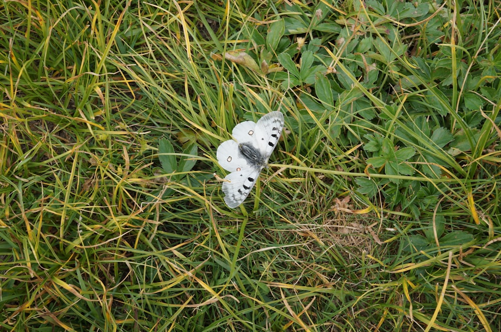 white moth