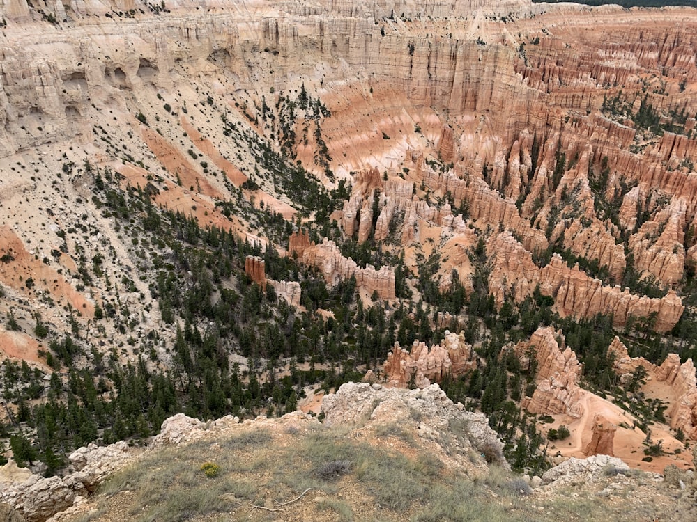 trees in canyon at daytim