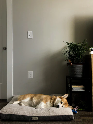 Dog resting on a bed indoors