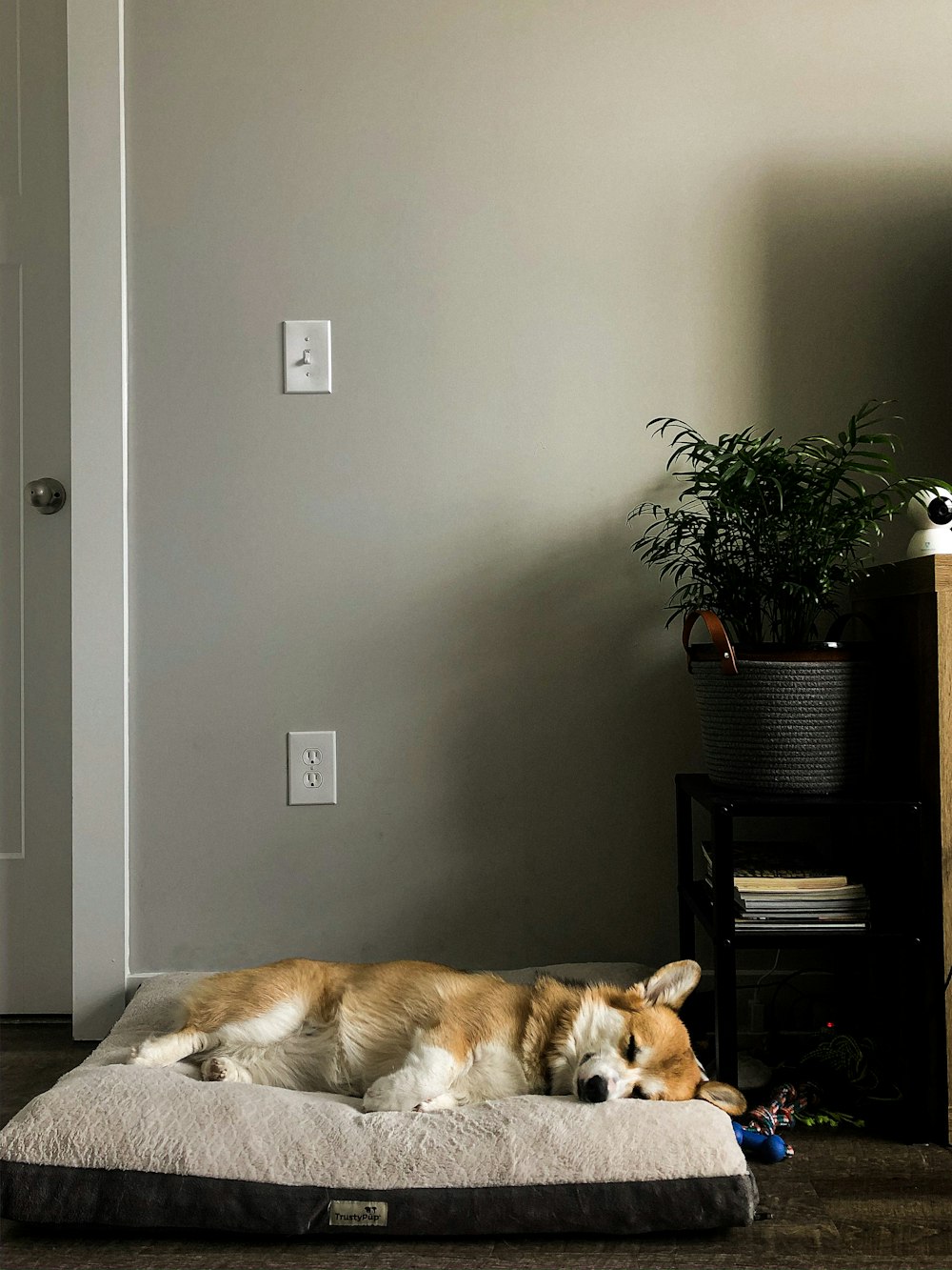 ペットベッドに横たわる白と茶色のショートコートの犬