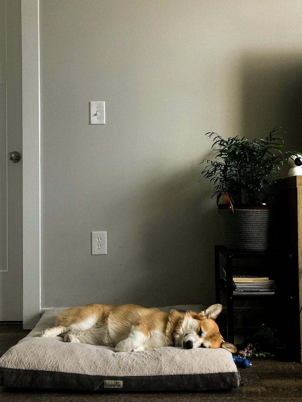 short-coated white and brown dog lying on pet bed