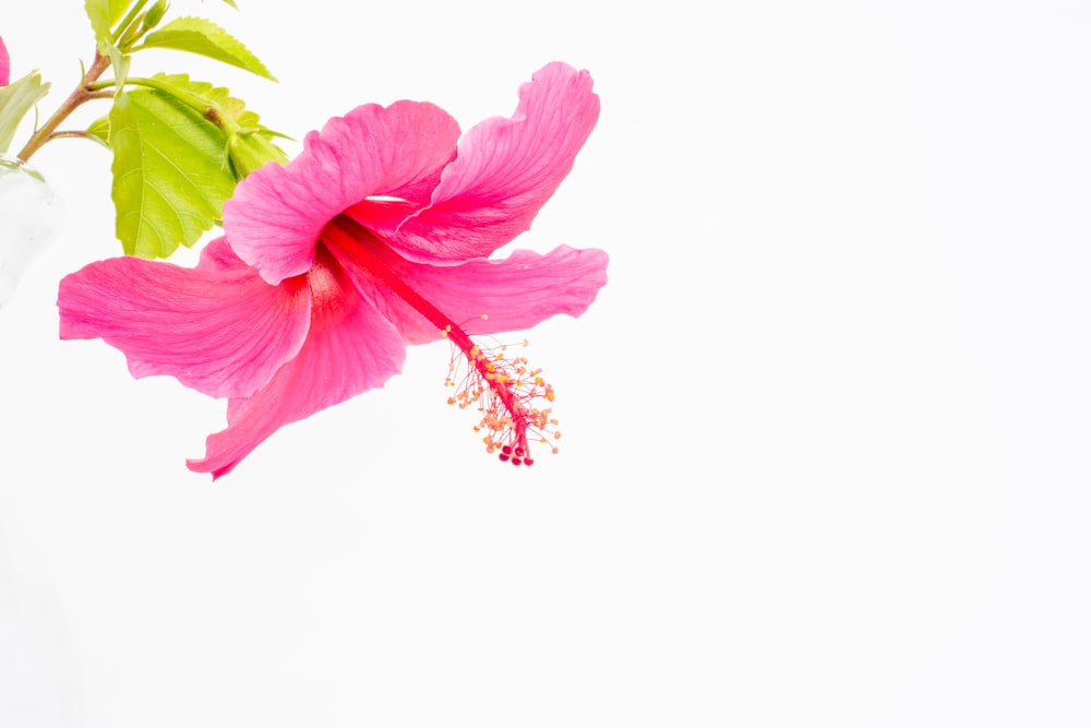 pink-petaled flower