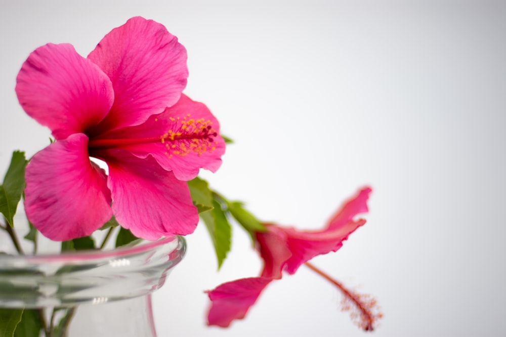 pink-petaled flowers