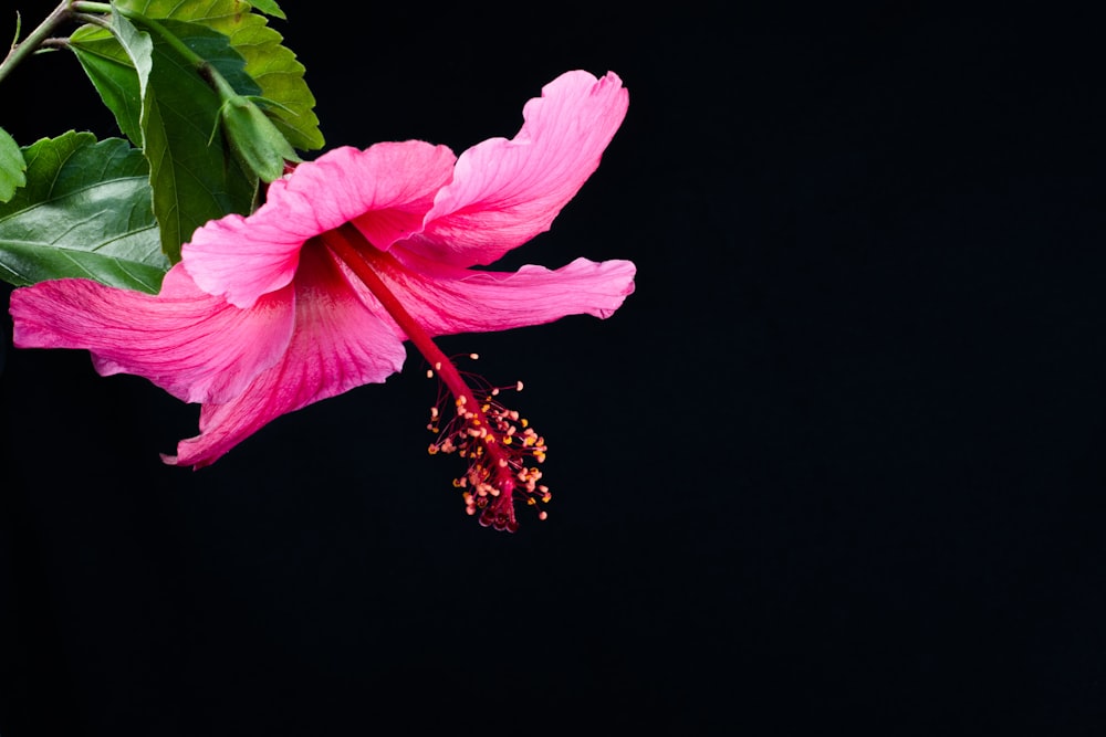 pink-petaled flower