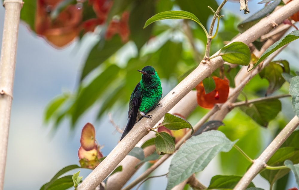 green bird