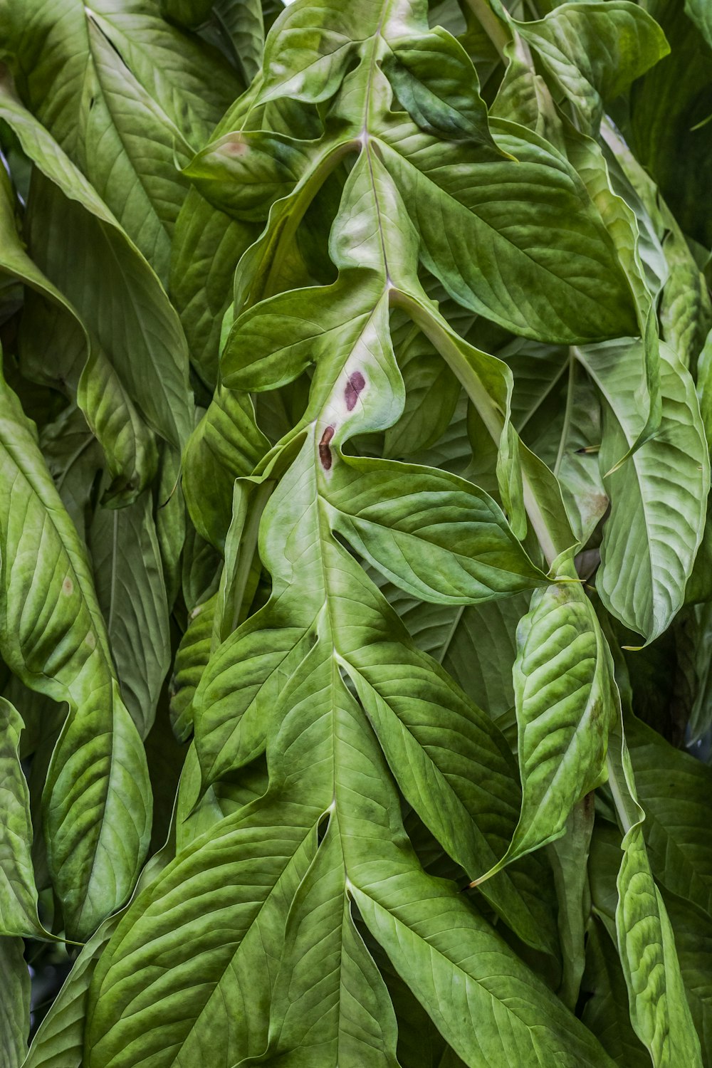 green-leafed plant