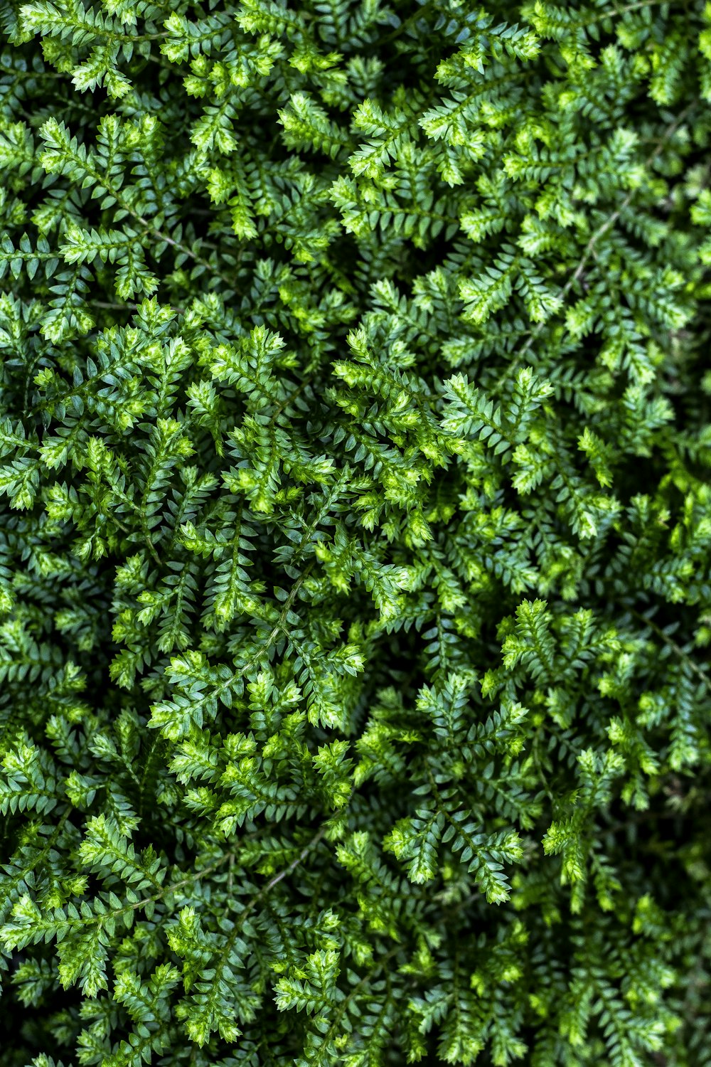 green-leafed plants during daytime