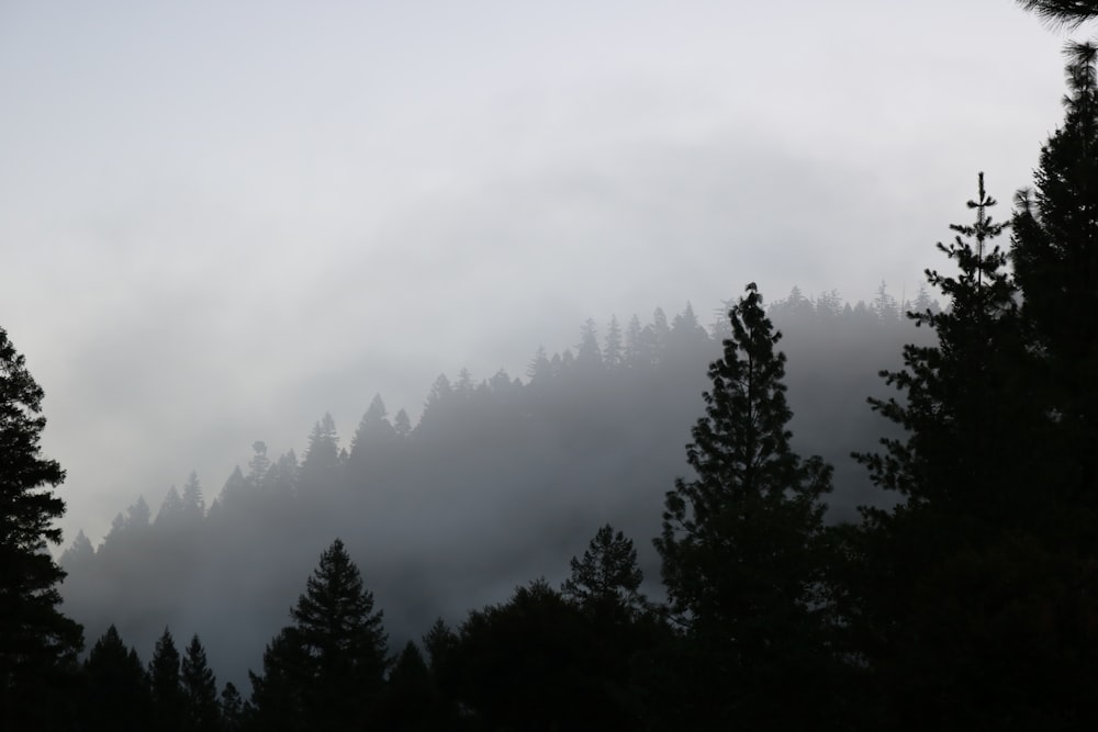 silhouette photography of trees