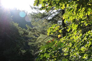 Sunlight filtering through dense tropical foliage at green_ara farm