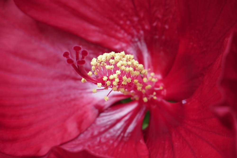 close up photo of red hibiscus flower