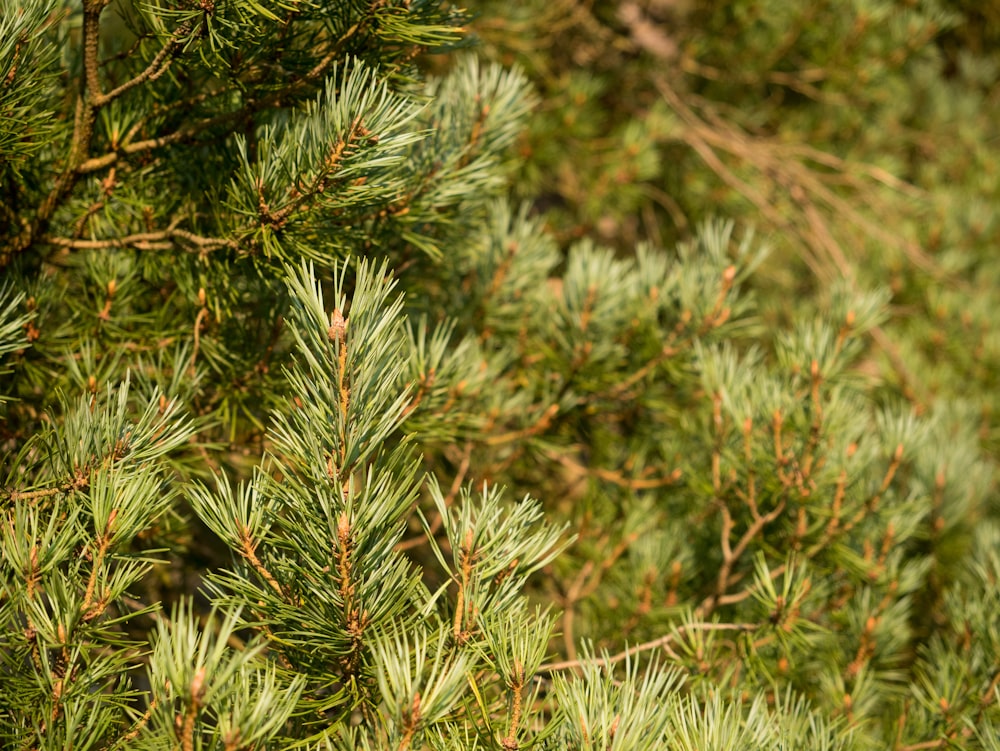 green pine tree