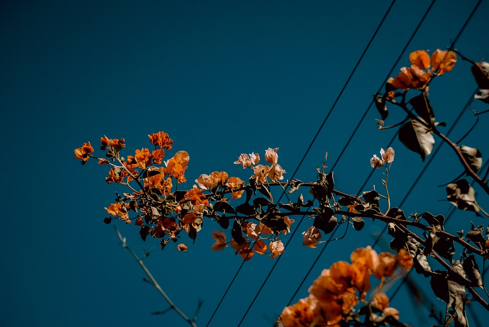 orange bougainvillea flower